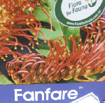 Grevillea Fanfare.gif