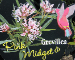 Grevillea Pink Midget.gif