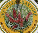 Grevillea Grassfire.gif