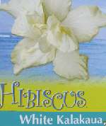 White Kalakua.gif