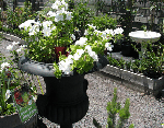 pots urns2.gif