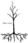 BareRooted.gif