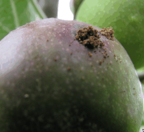codling moth