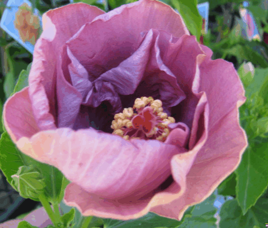 Hibiscus rosa sinensis Isobel Beard .gif