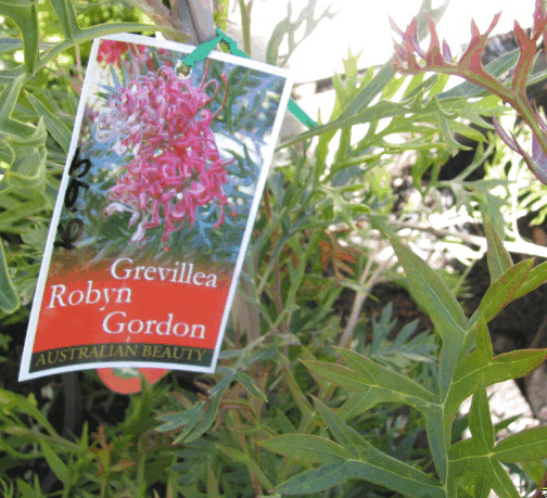 Grevillea RobynGordon1.gif