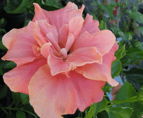 Hibiscus Double Johnsonii