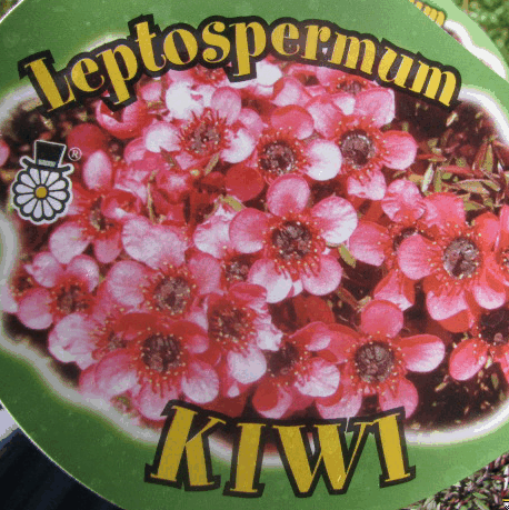 Leptospermum Kiwi