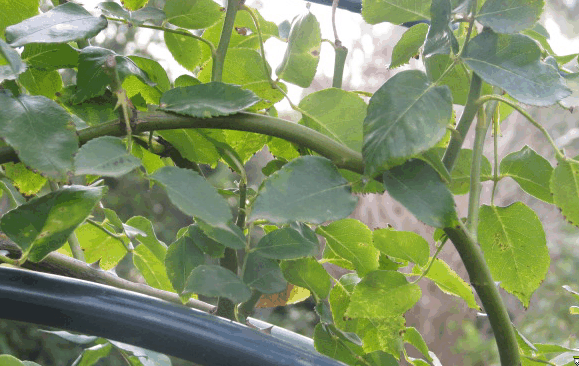 Climbing Rose Growth