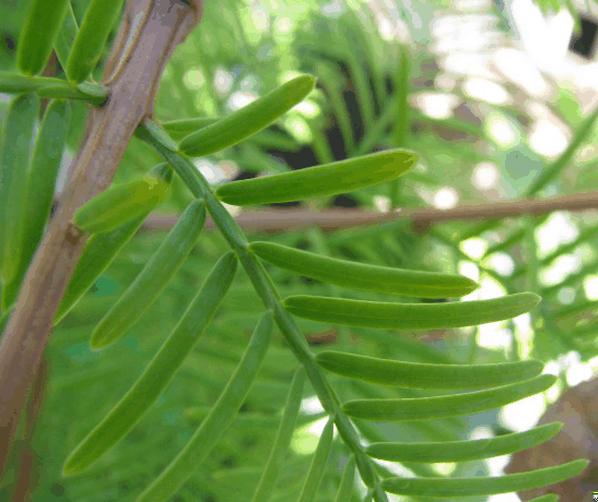 Dawn Redwood .gif