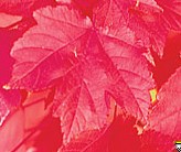 Acer rubrum 'October Glory'leaf.jpg
