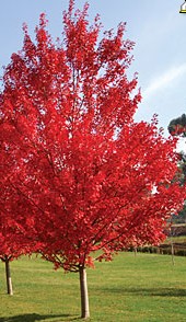 Acer rubrum 'October Glory'.jpg