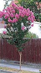 Bouturer le lilas des Indes-Lagerstroemia Lagerstroemia%20indica