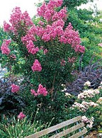 Lagerstroemia indica Flower.jpg