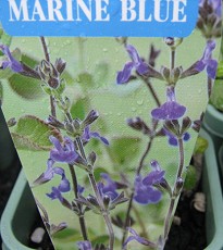 Nursery_SalviaMarine Blue.jpg
