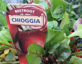 Nursery_Beetroot.jpg