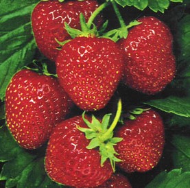 Nursery_Strawberry.jpg