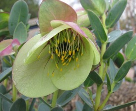 Nursery_Qualup bell.jpg