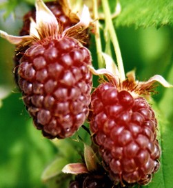 Nursery_Loganberry.jpg