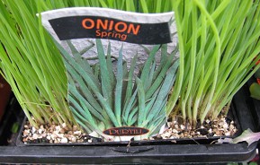 Nursery_Onion.jpg