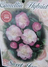 Nursery_CamilliaSweetJane.jpg