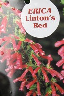 Nursery_EricaLintonsRed.jpg