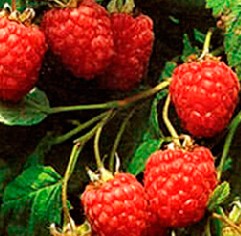 Nursery_Raspberry.jpg