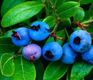 Nursery_Blueberry.jpg