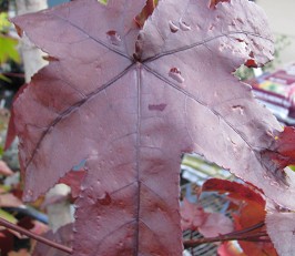 Nursery_RedLeaf.jpg