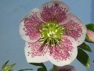 Hellebore.jpg