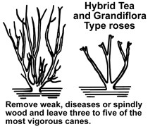 PruneHybridTea.jpg