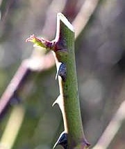 RosePrune1.jpg