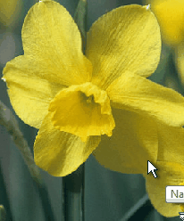 Jonquil.gif
