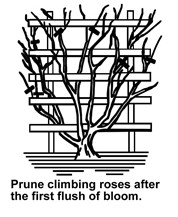 PruneClimber.jpg