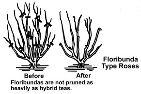 PruneFloribunda.jpg