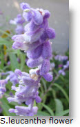 Salvia Leucantha Flower.jpg