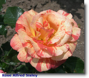 Rose Alfred Sisley