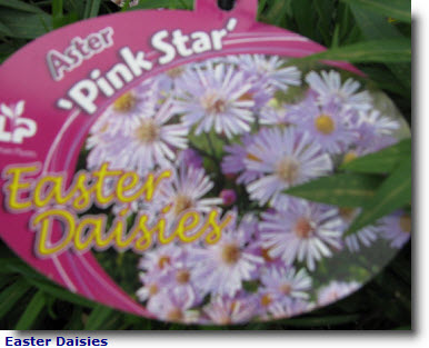 Easter Daisies.jpg