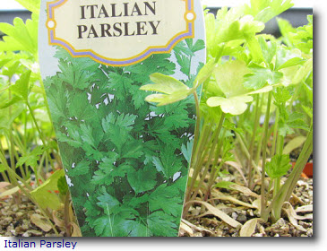Italian Parsley.jpg