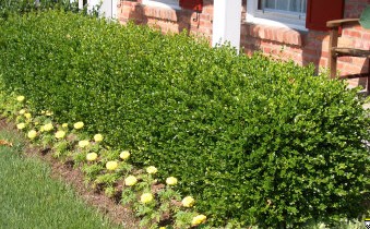 Boxwood hedge.jpg