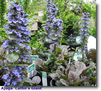 Ajuga Catlins Giant.jpg