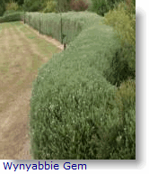 WynyabbieGem Hedge.gif