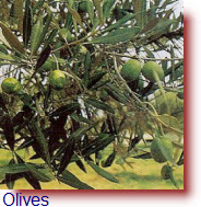 Olives