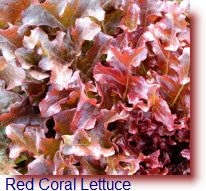 Red Coral Lettuce