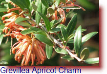 Grevillea Apricot Charm
