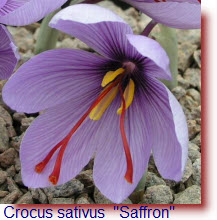 Crocus Sativus