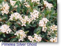 Pimelea Silver Ghost