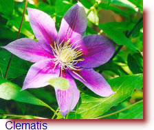 Clematis