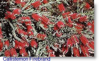 Callistemon Firebrand