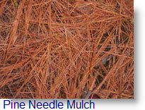 Pine Needle Mulch