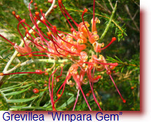 Grevillea Winpara Gem